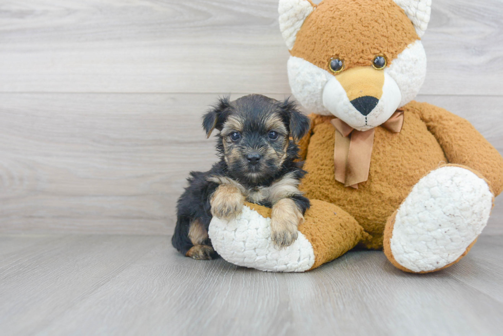 Morkie Pup Being Cute