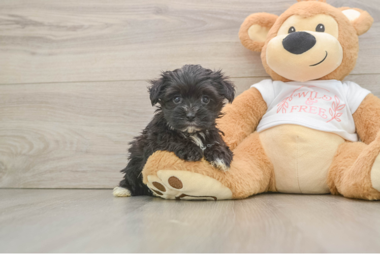 Smart Morkie Designer Pup
