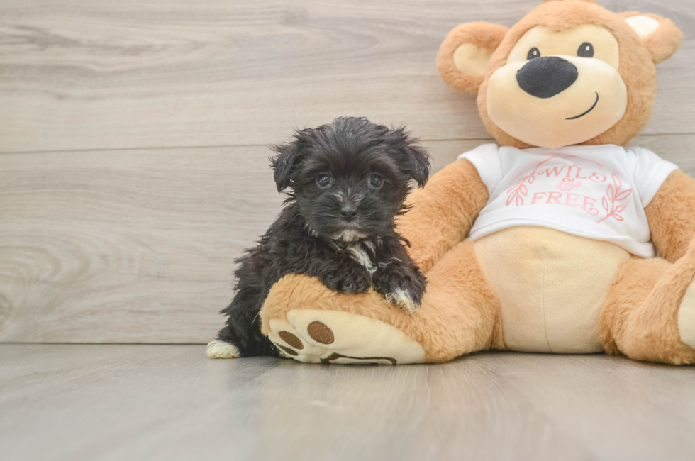 6 week old Morkie Puppy For Sale - Premier Pups