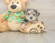 8 week old Morkie Puppy For Sale - Premier Pups