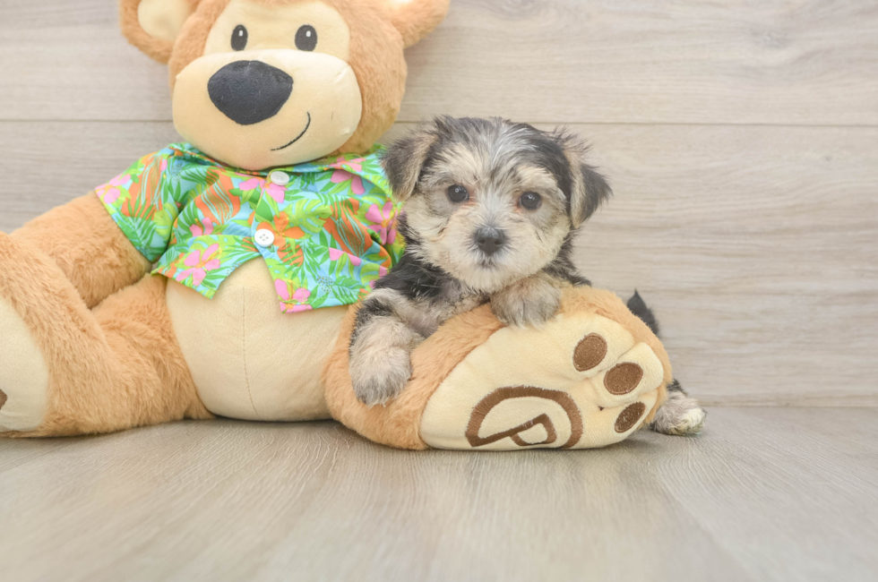 5 week old Morkie Puppy For Sale - Premier Pups