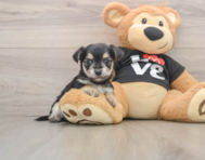 6 week old Morkie Puppy For Sale - Premier Pups