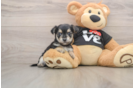 Hypoallergenic Yortese Designer Puppy