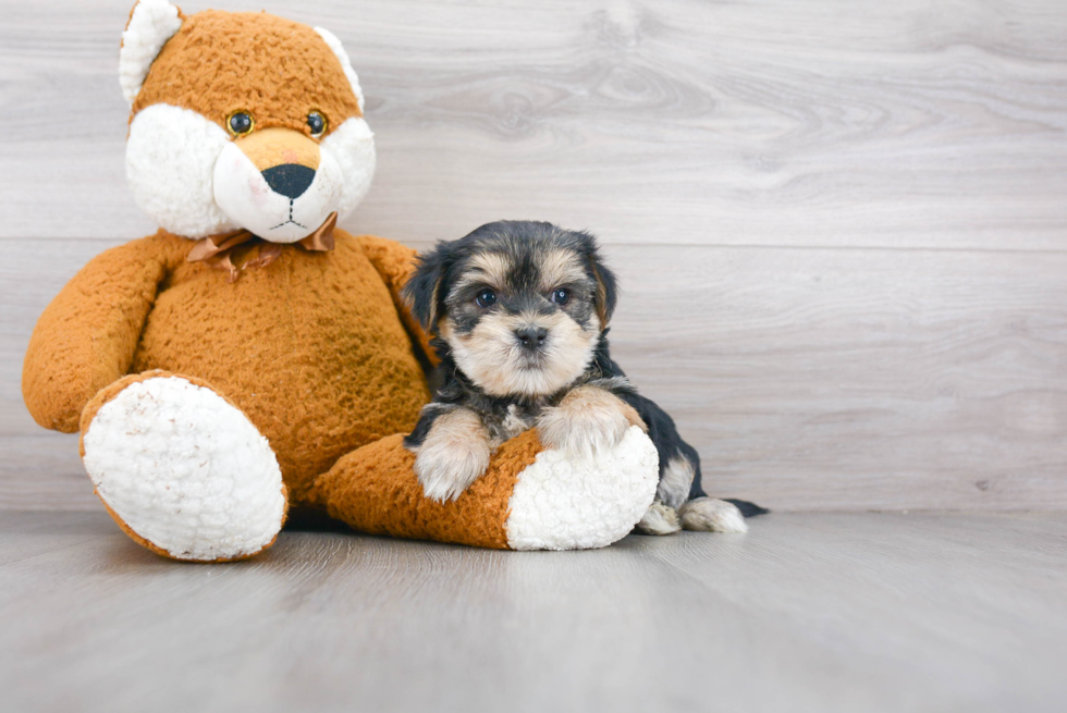 Friendly Morkie Baby