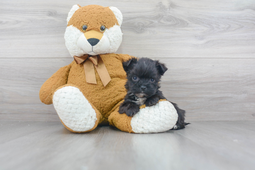 Friendly Morkie Baby