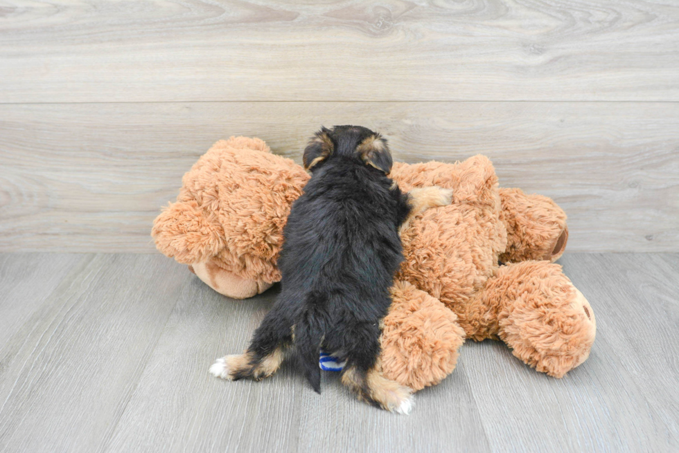 Fluffy Morkie Designer Pup