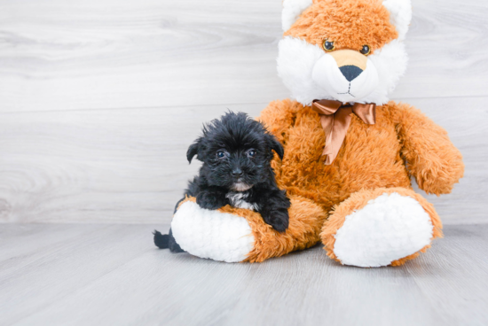 Friendly Morkie Baby