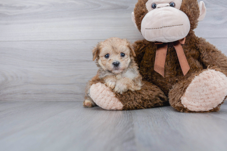 Morkie Pup Being Cute