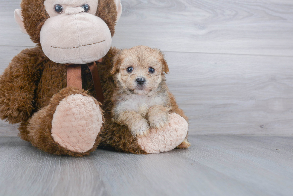 Morkie Pup Being Cute