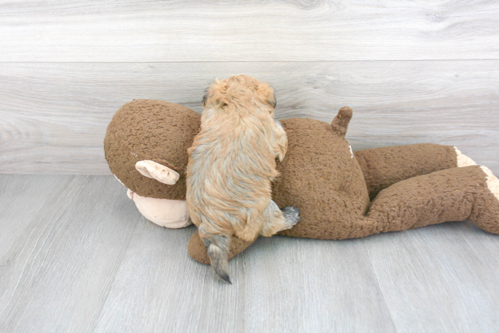 Fluffy Morkie Designer Pup