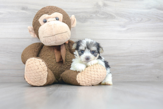 Cute Morkie Baby