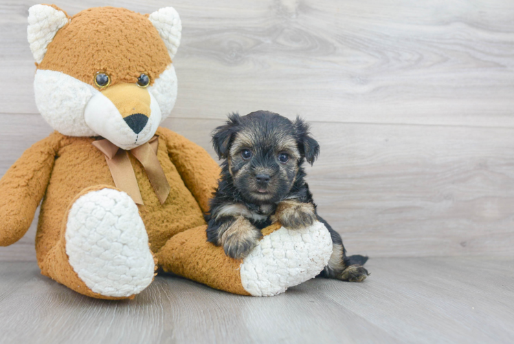 Fluffy Morkie Designer Pup