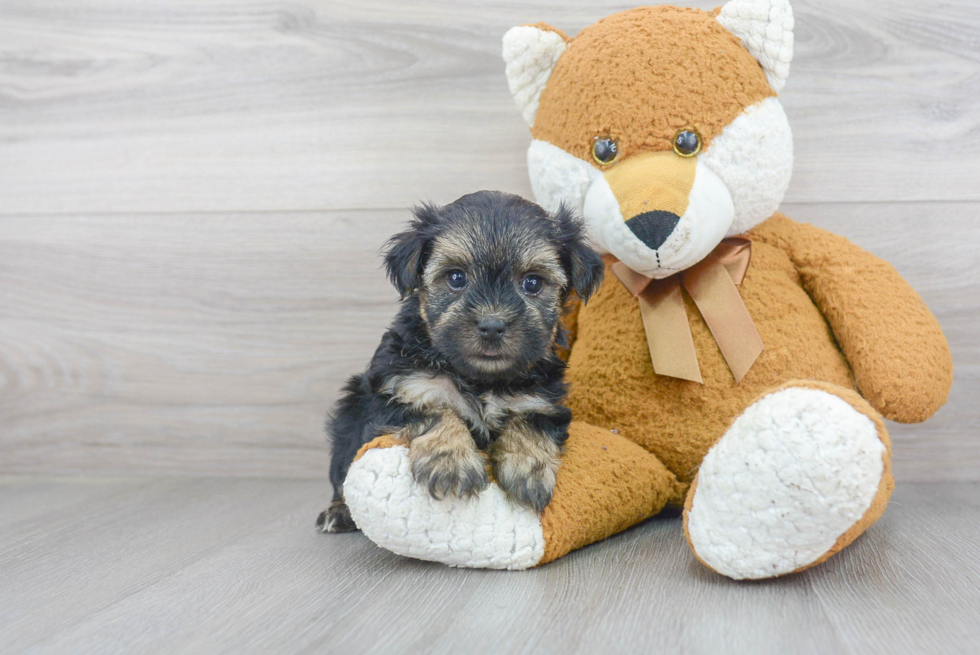 Sweet Morkie Baby