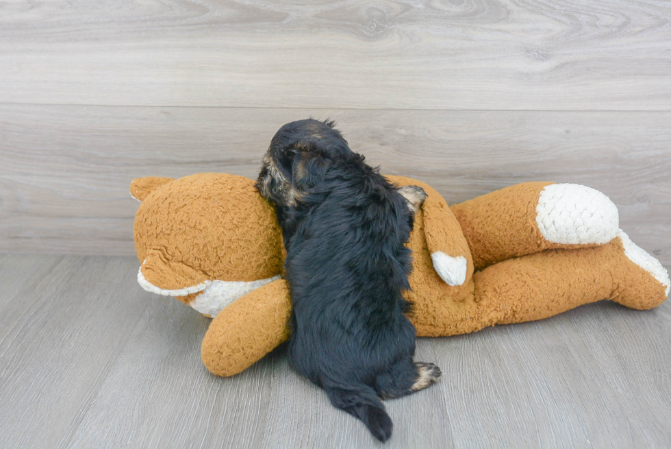 Playful Yorkie Designer Puppy