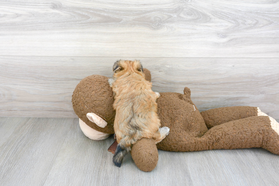Best Morkie Baby