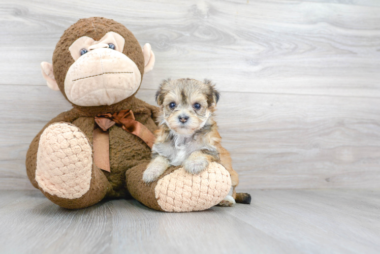 Morkie Puppy for Adoption
