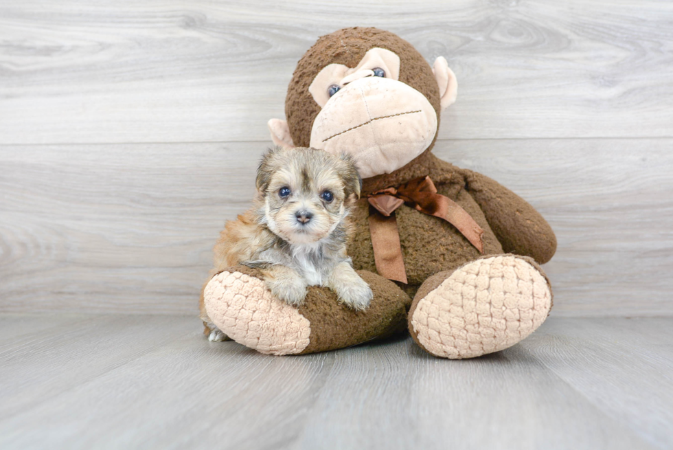 Friendly Morkie Baby