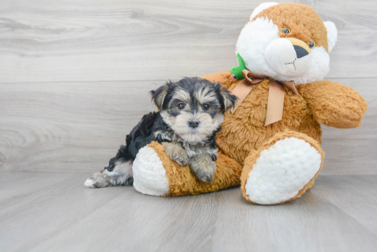 Cute Yorkie Designer Puppy
