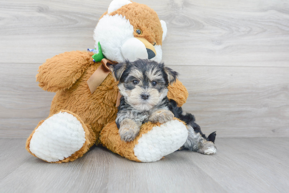 Cute Morkie Baby
