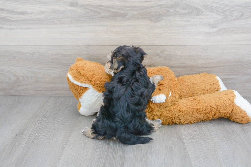 Morkie Puppy for Adoption