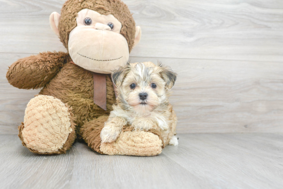 Playful Yorkie Designer Puppy