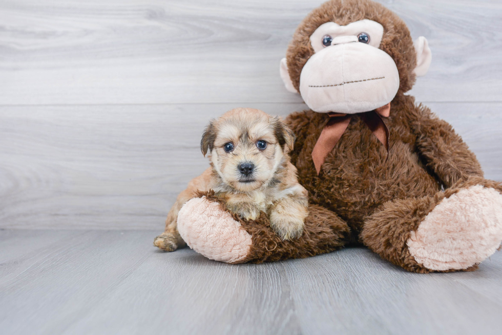 Playful Yorkie Designer Puppy