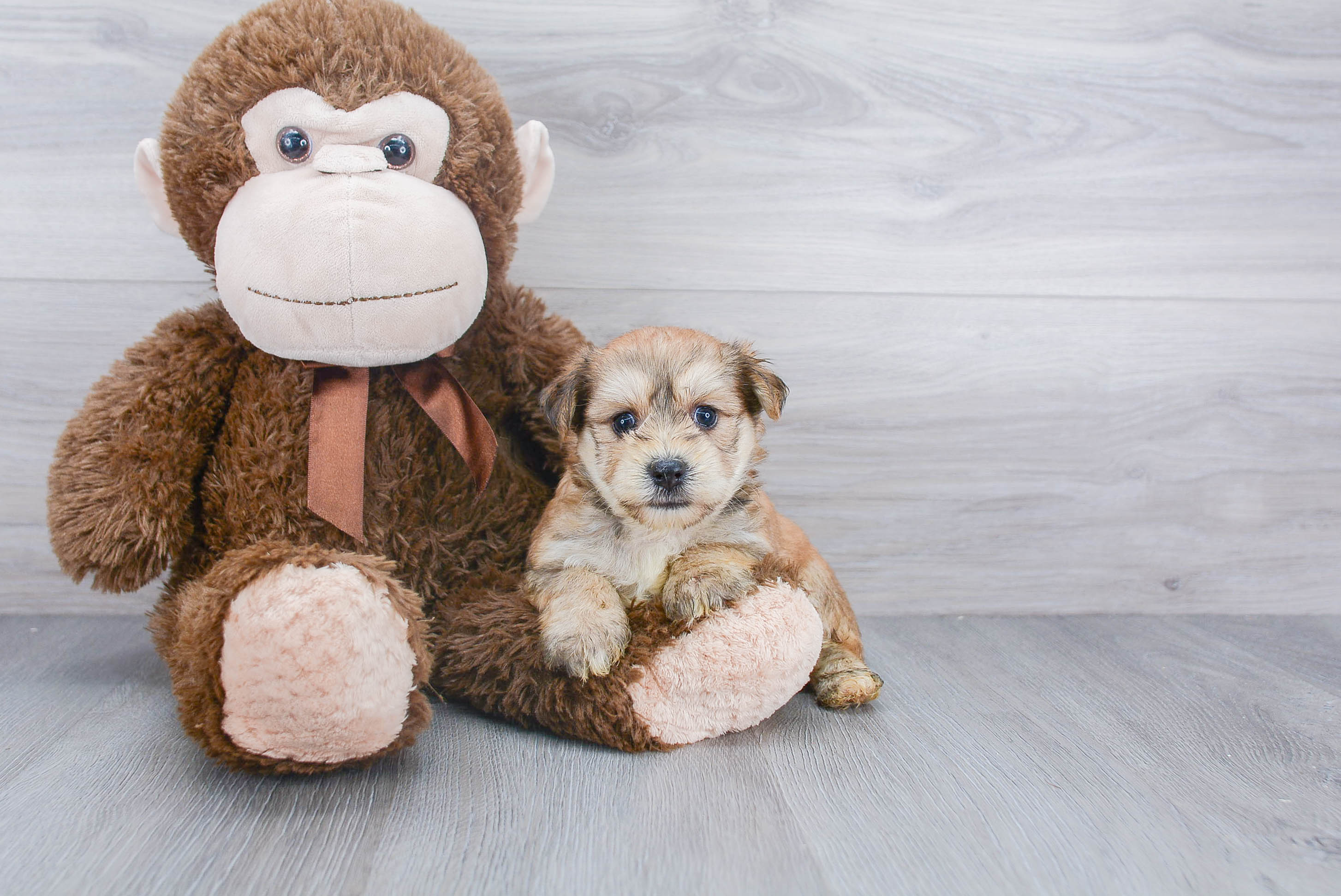 Morkie Pup Being Cute