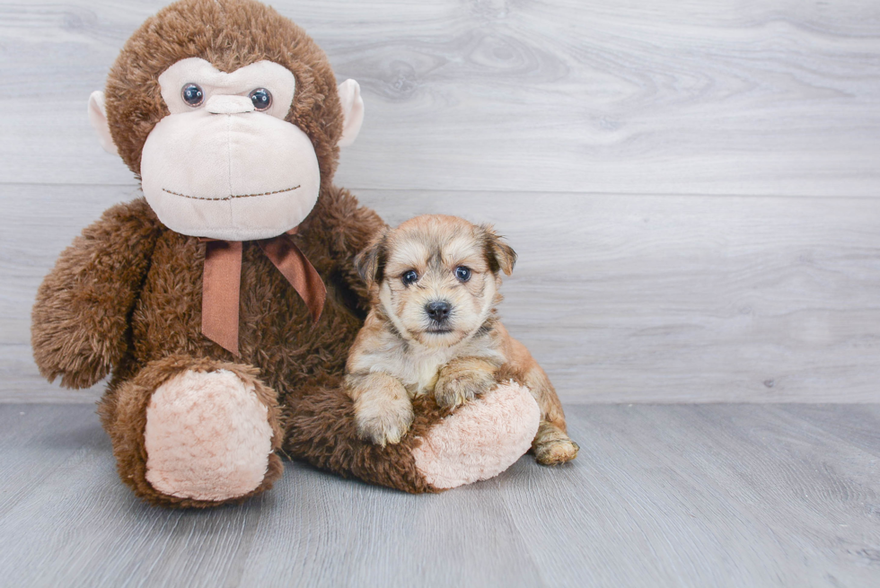 Morkie Pup Being Cute