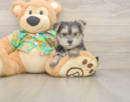 8 week old Morkie Puppy For Sale - Premier Pups