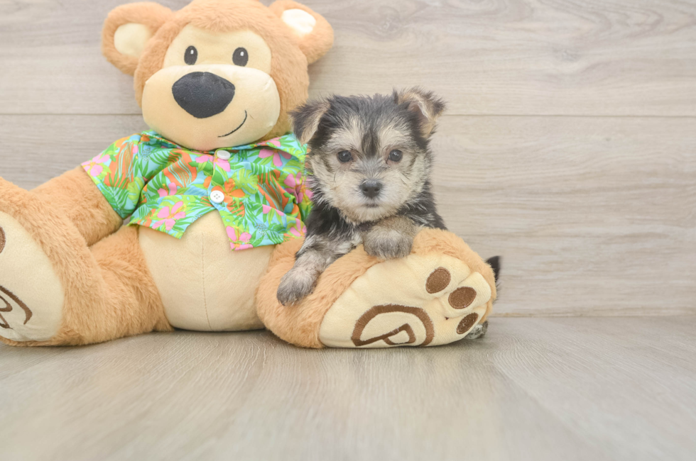 5 week old Morkie Puppy For Sale - Premier Pups