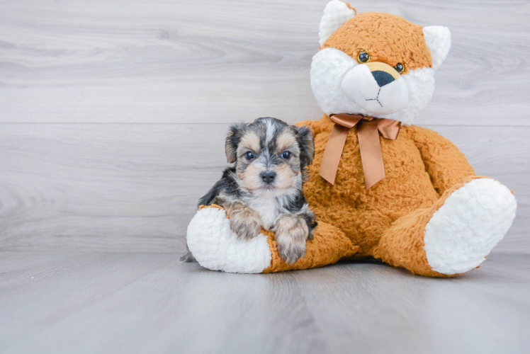 Morkie Puppy for Adoption