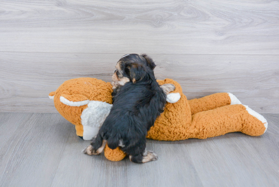Funny Morkie Designer Pup