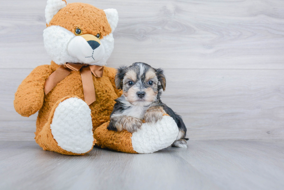 Morkie Pup Being Cute