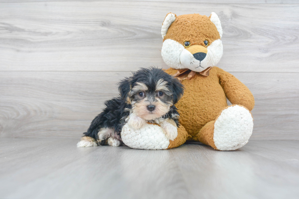 Cute Morkie Baby