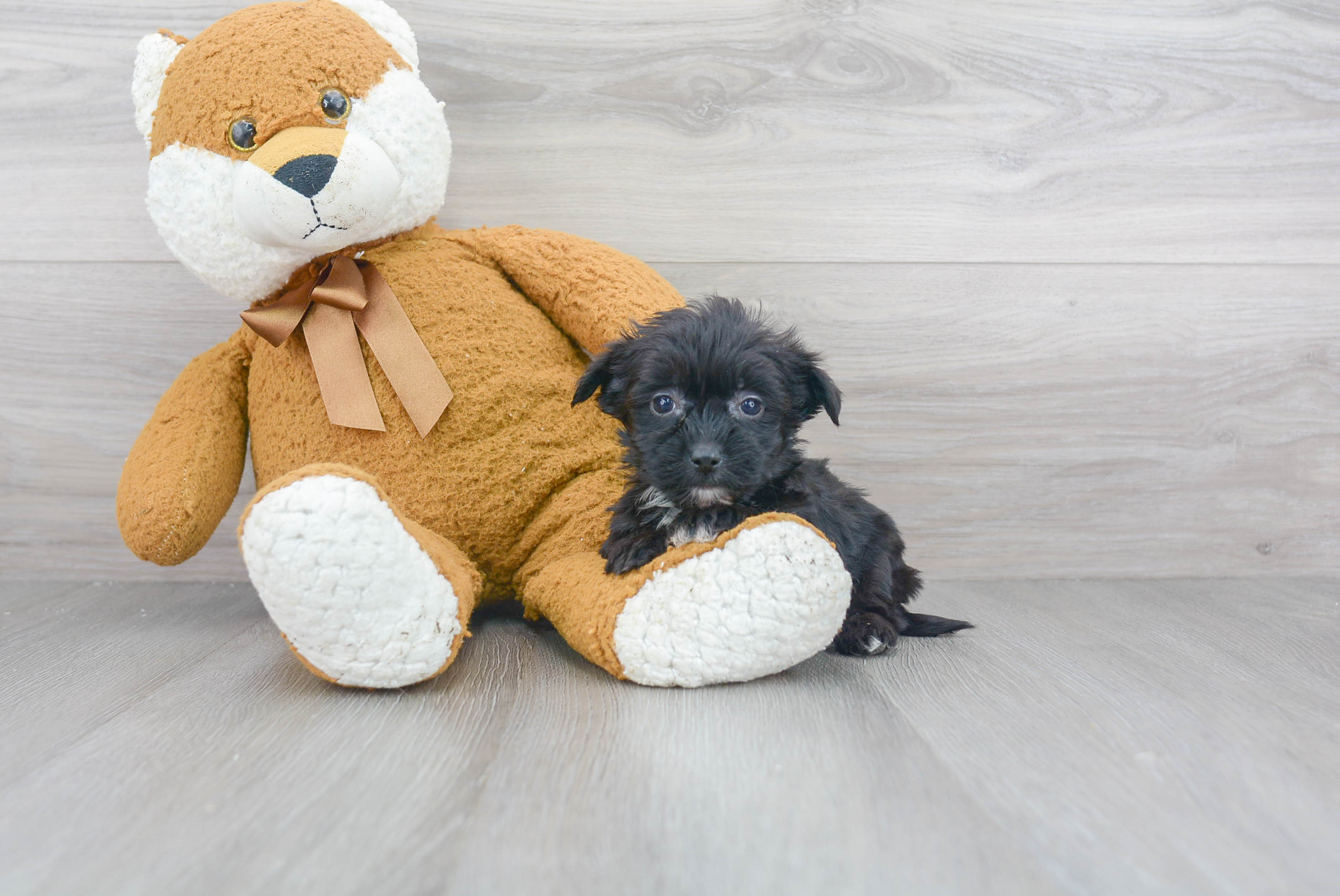 Best Morkie Baby