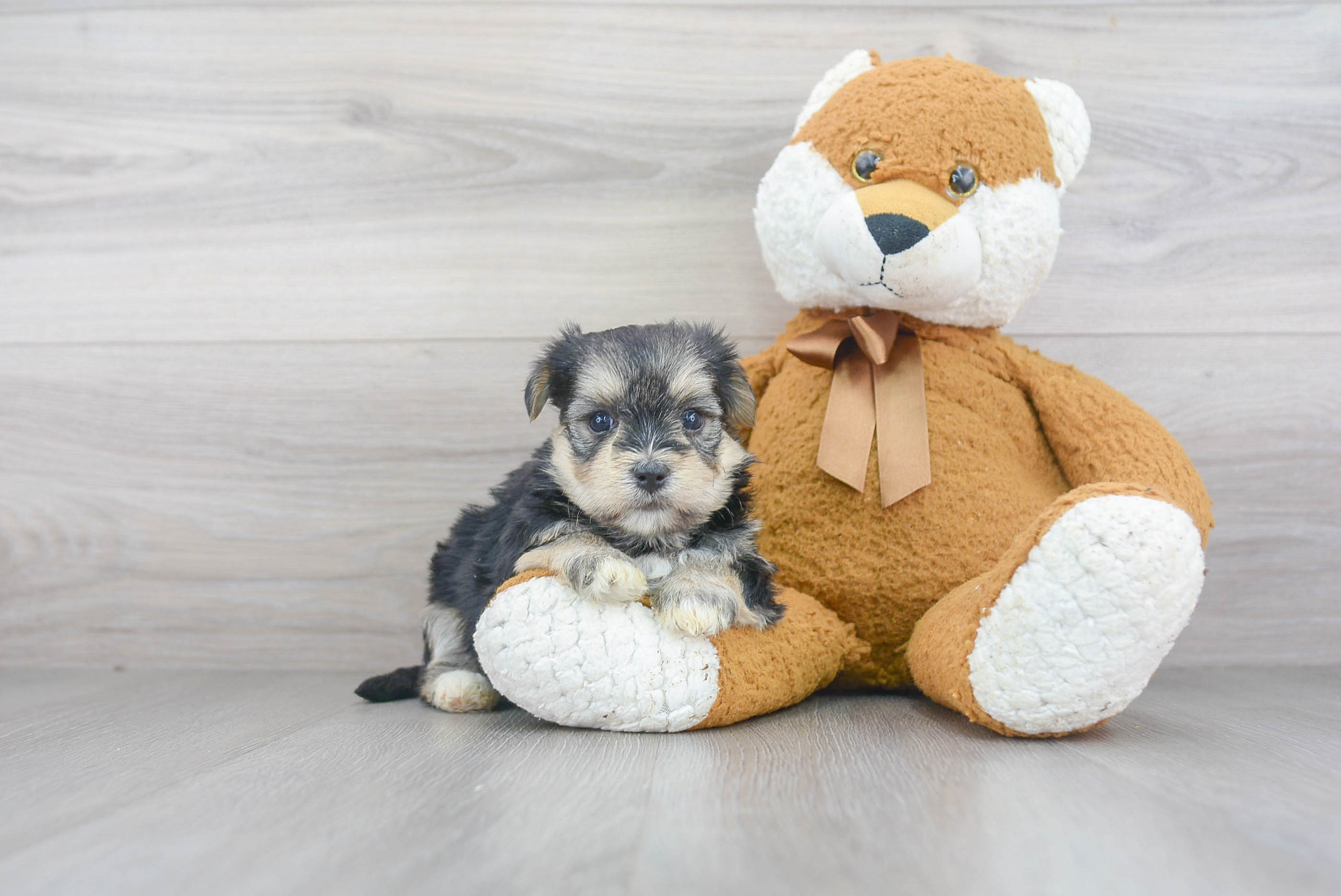 Morkie Pup Being Cute