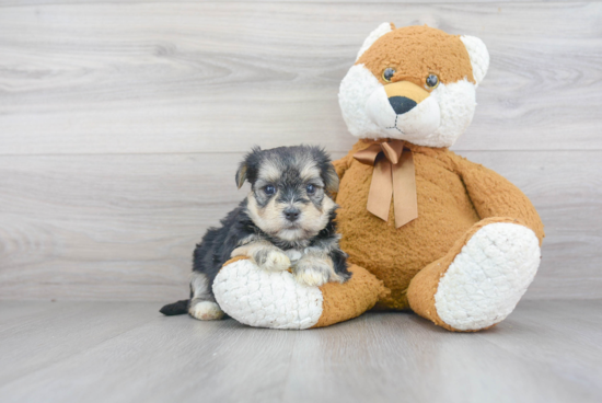 Morkie Pup Being Cute