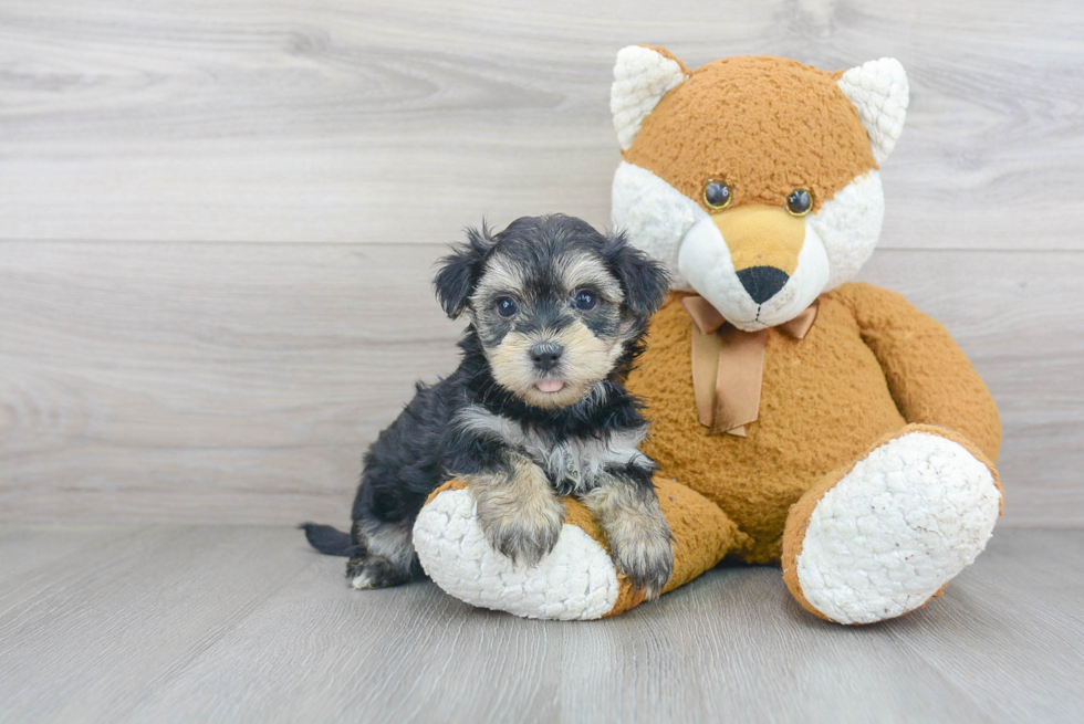 Morkie Puppy for Adoption