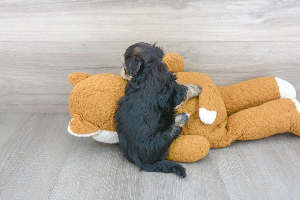 Morkie Puppy for Adoption