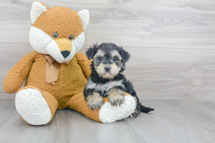 Best Morkie Baby