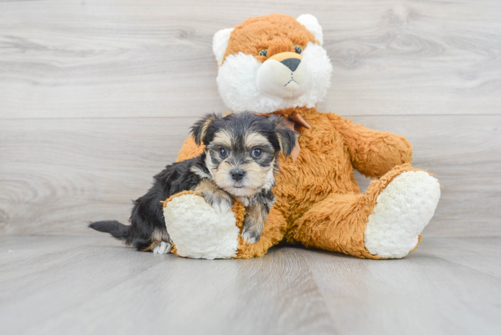 Morkie Puppy for Adoption