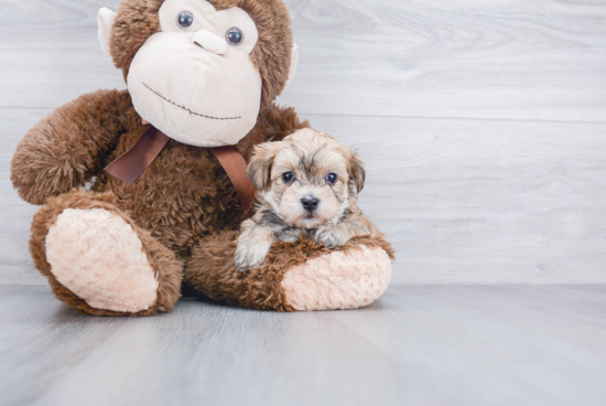 Morkie Pup Being Cute