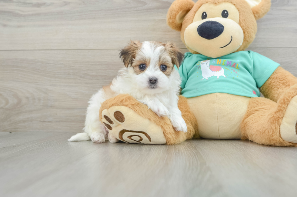 6 week old Morkie Puppy For Sale - Premier Pups