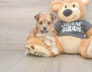 8 week old Morkie Puppy For Sale - Premier Pups