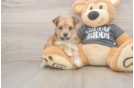 Happy Morkie Baby