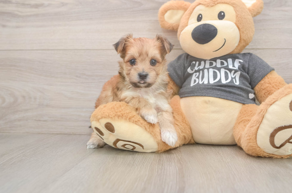 5 week old Morkie Puppy For Sale - Premier Pups