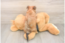 Best Morkie Baby