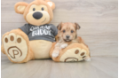 Morkie Puppy for Adoption