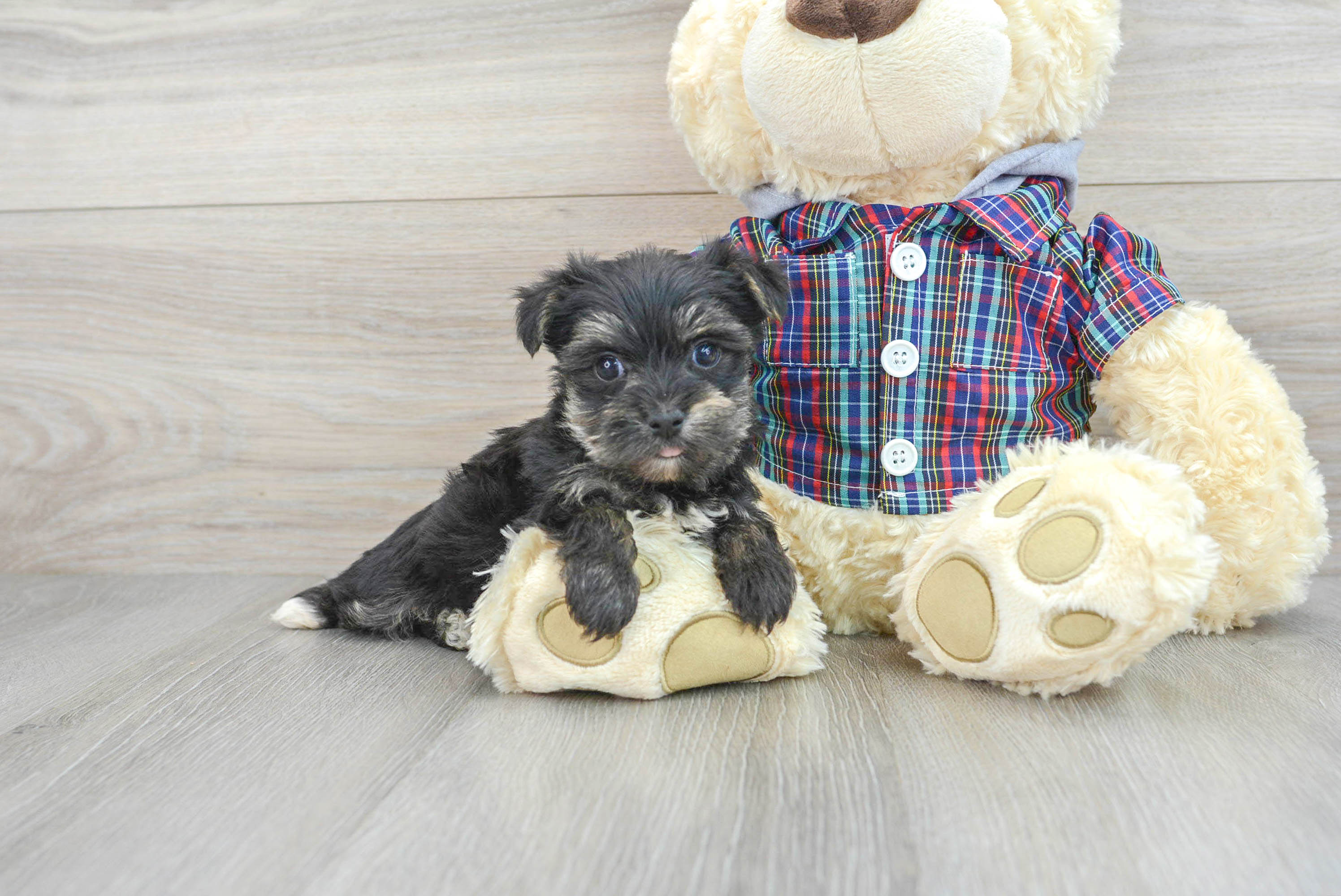 Morkie Pup Being Cute