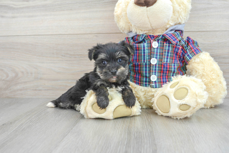 Morkie Pup Being Cute